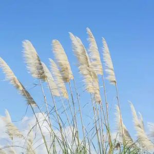 揽流光（钢琴曲）