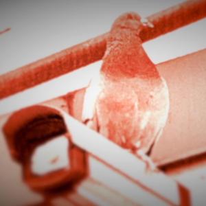 Dimonis (feat. Sudakillah)