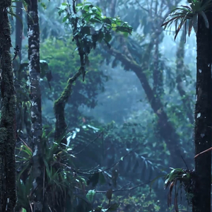 Tropical Rain and Birds 2