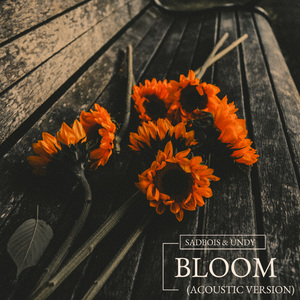 Bloom