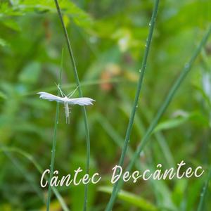 Cantec Descantec