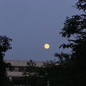 小向Pt.2