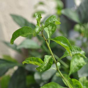 人生的道场（女生版）