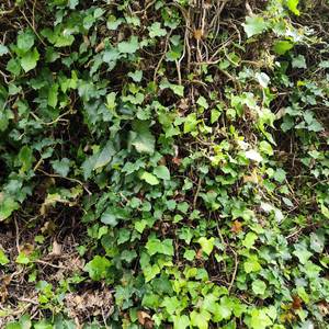 La Hiedra (Alt Guitar Solo)