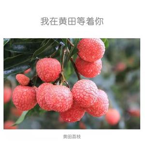 我在黄田等着你