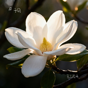 玉兰花开