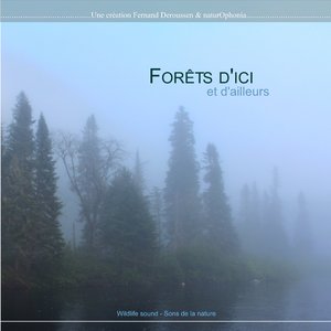 Forêt boréale