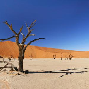 Hona (Boubacar Traoré)