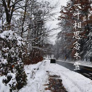 一叶相思念冬雪