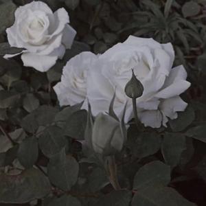 这一生关于你的风景