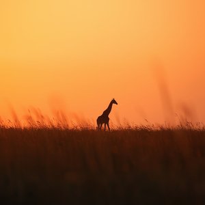 Deep Sigh Soul Relief