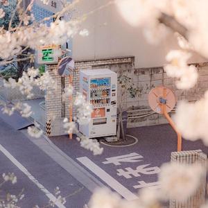 除了春天 爱情和樱花（翻自 IU）