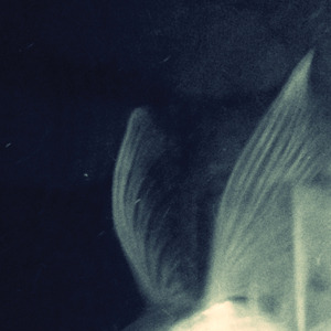 비둘기에게 (시인과 촌장)