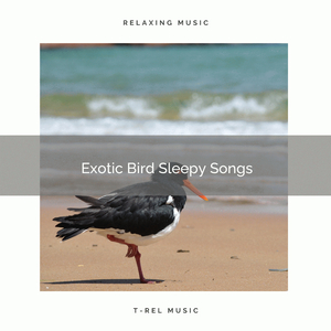 Exotic Bird Sleepy Songs