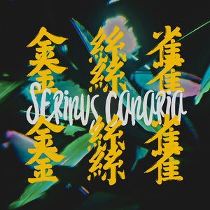 Serinus canaria 金丝雀