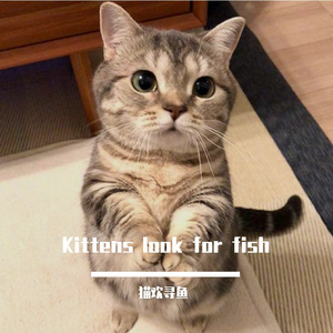 Kittens look for fish