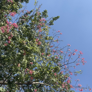 Exploring True Kindness(Demo)