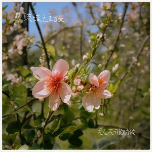 爱在花开的时候