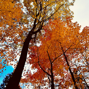 Fleuve d'automne