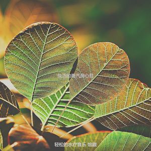 安静的水疗护理声音