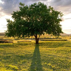 Those Who Came Before Us...