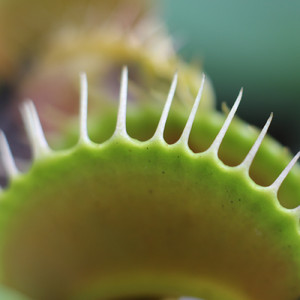 マジカルプランツ -ふたりの世界- (feat. 高橋絵実)