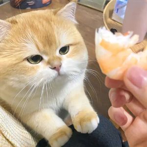 热恋情节