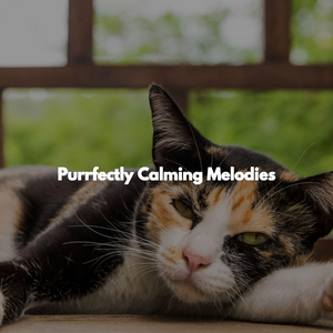 Superlative Jazz Trio - Vibe for Shared Desks