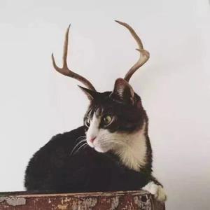 不仅仅是喜欢-3D（Cover 萧全 / 孙语赛）