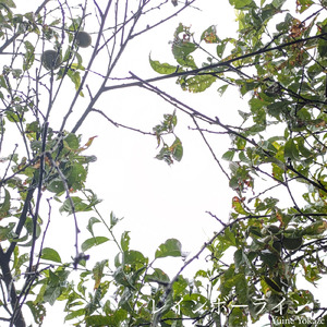 レインボーライン