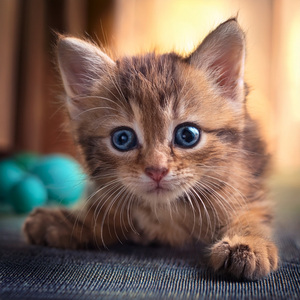 El Confort De Un Regazo Silencioso