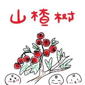 山楂树