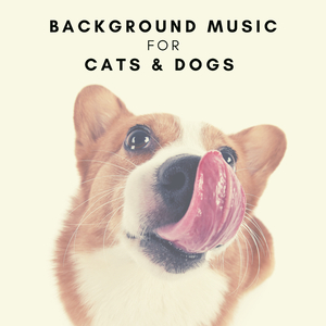 Pawsitively Piano-packed III