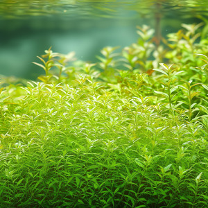 Quiet Flow