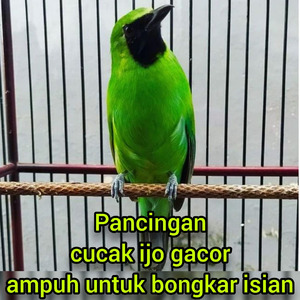Pancingan Cucak Ijo Gacor Ampuh Untuk Bongkar Isian (Live)