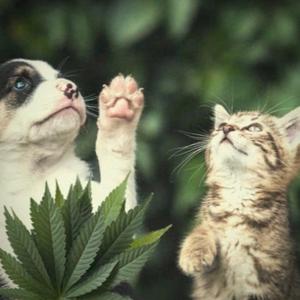 got it (feat. kirie)