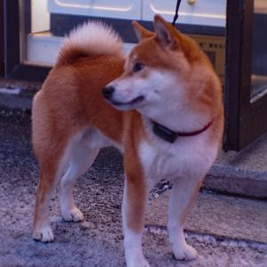 伴你成长（《熊出没之夺宝熊兵》主题曲）