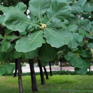 无名花的自白