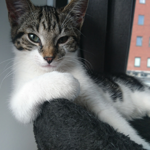 Sophisticated Tunes for Swingin' Cats