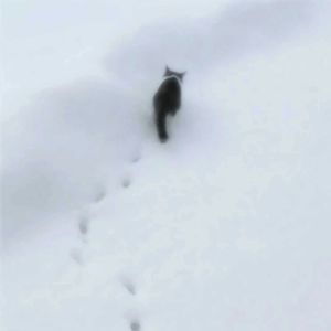 零下已结晶的誓言不会坏