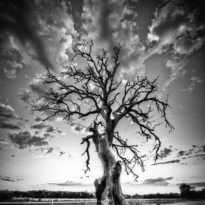 Branches