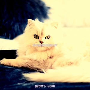 诗意的放松的猫节奏