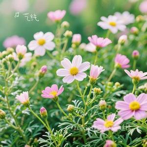 从此我碰花碰草不碰情