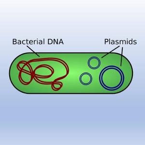 Plasmid-1