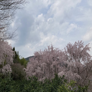 HIROKOのばらーど