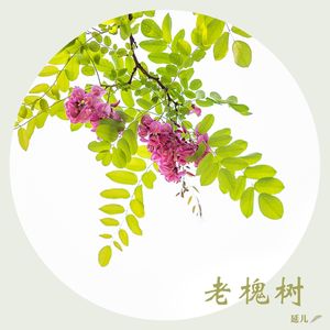 老槐树