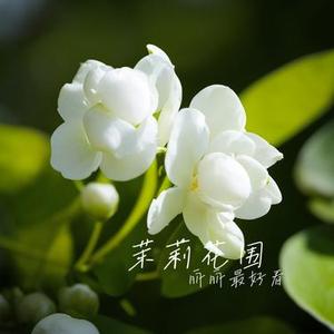 茉莉花围 (Cover 太一 & 普阿山)