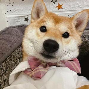 群星-抖音版（老僧 remix）