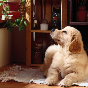 都选C（Cover 缝纫机乐队）