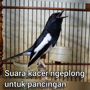 Suara Kacer Ngeplong Untuk Pancingan (Live)